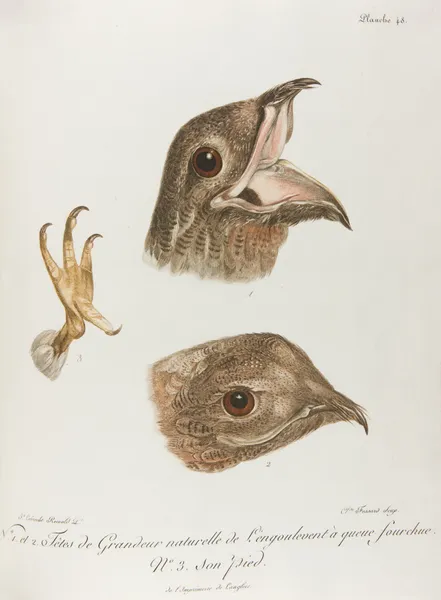 No. 1. et 2. Tetes de Grandeur naturelle de L’engoulevent … (18th century) av François Levaillant