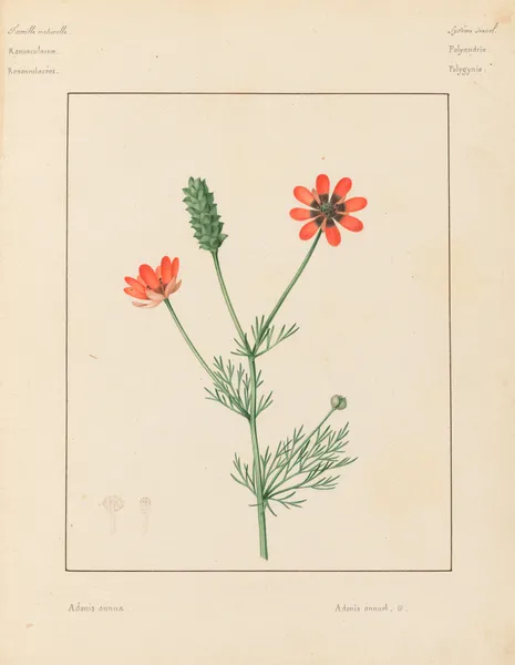 Plantes des environs de Paris Pl.001 av Pierre Jean François Turpin
