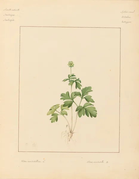 Plantes des environs de Paris Pl.002 av Pierre Jean François Turpin