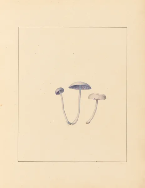 Plantes des environs de Paris Pl.003 av Pierre Jean François Turpin