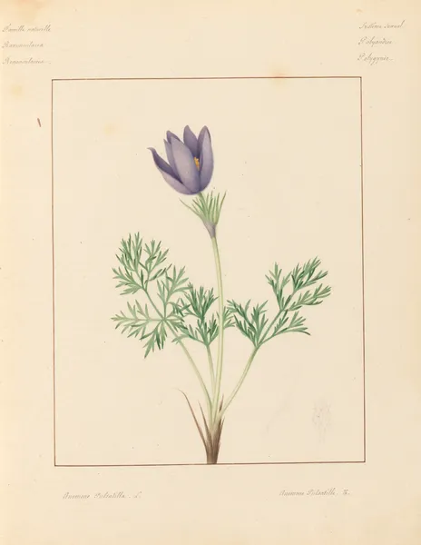 Plantes des environs de Paris Pl.009 av Pierre Jean François Turpin