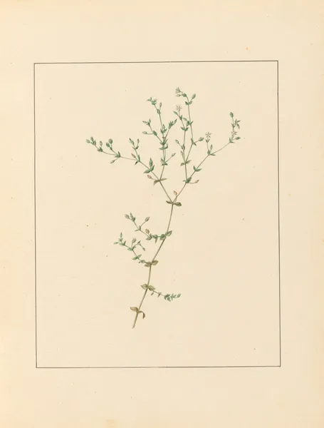 Plantes des environs de Paris Pl.010 av Pierre Jean François Turpin