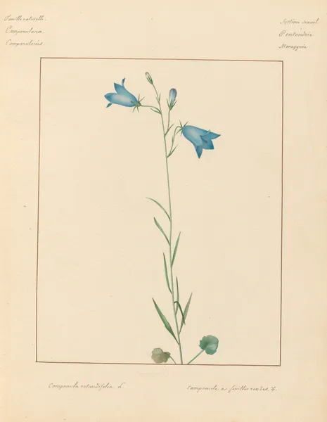 Plantes des environs de Paris Pl.013 av Pierre Jean François Turpin