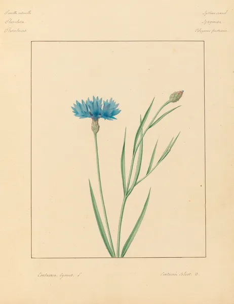 Plantes des environs de Paris Pl.016 av Pierre Jean François Turpin