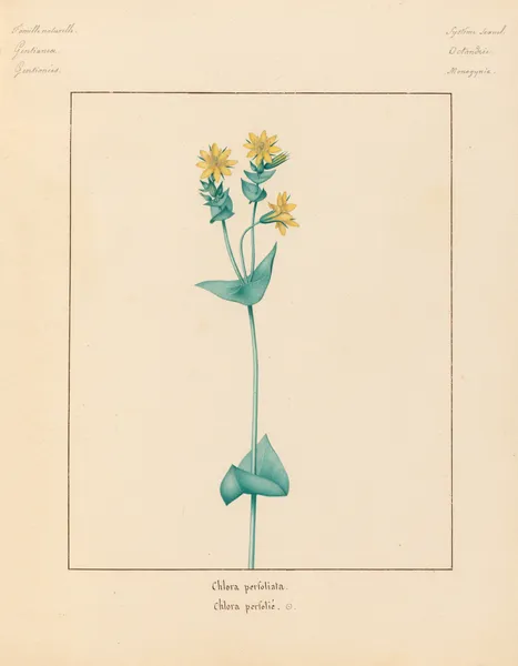 Plantes des environs de Paris Pl.017 av Pierre Jean François Turpin