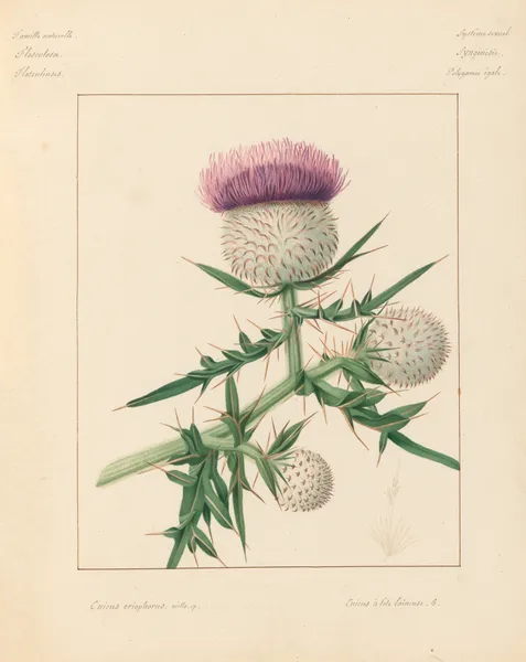 Plantes des environs de Paris Pl.020 av Pierre Jean François Turpin