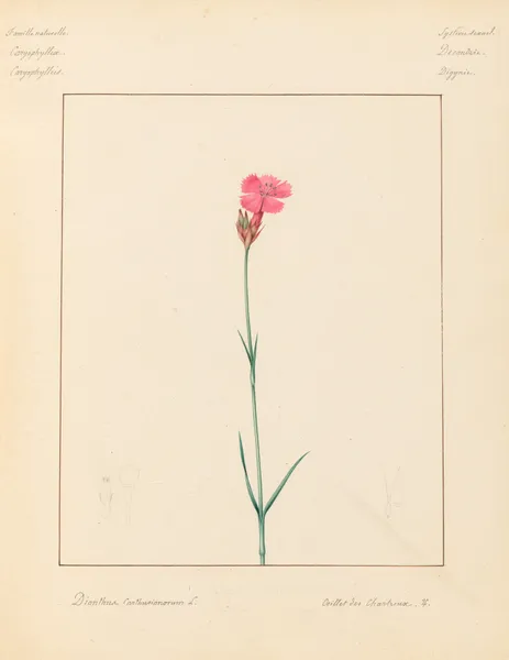 Plantes des environs de Paris Pl.022 av Pierre Jean François Turpin