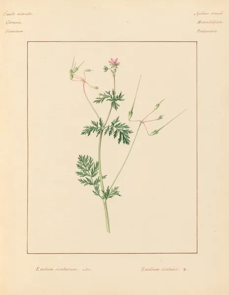 Plantes des environs de Paris Pl.029 av Pierre Jean François Turpin