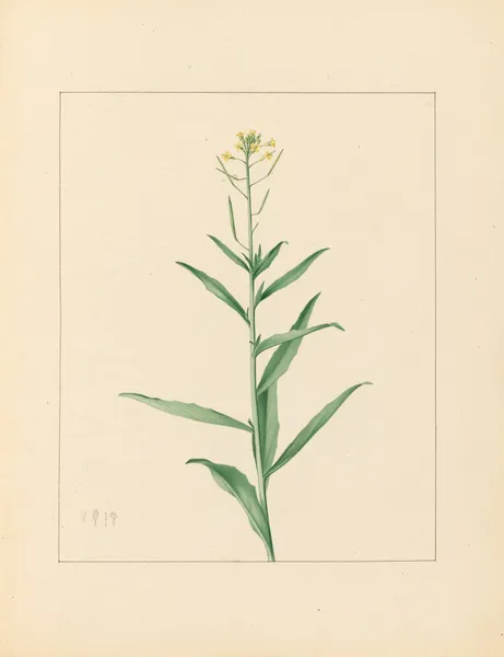 Plantes des environs de Paris Pl.030 av Pierre Jean François Turpin