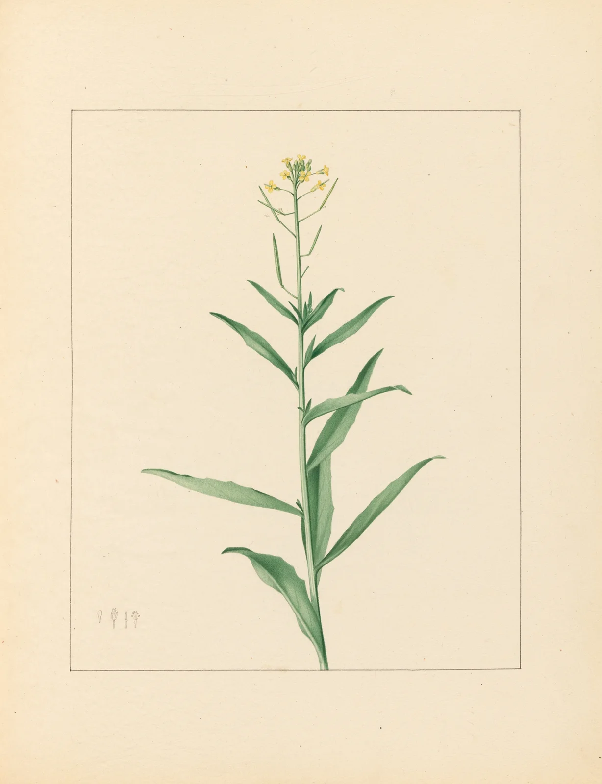 Plantes des environs de Paris Pl.030 av Pierre Jean François Turpin