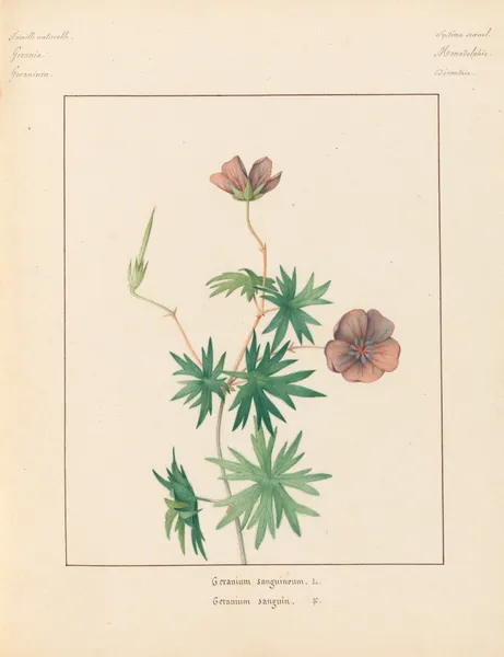 Plantes des environs de Paris Pl.033 av Pierre Jean François Turpin