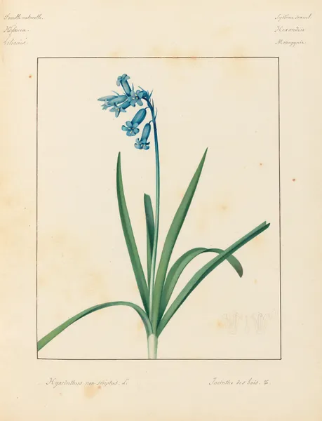 Plantes des environs de Paris Pl.036 av Pierre Jean François Turpin