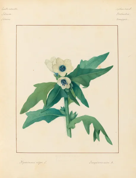 Plantes des environs de Paris Pl.037 av Pierre Jean François Turpin