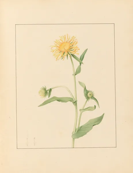 Plantes des environs de Paris Pl.039 av Pierre Jean François Turpin