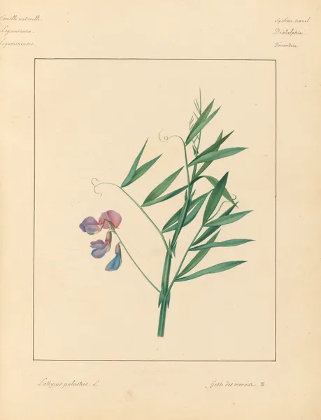 Plantes des environs de Paris Pl.043 av Pierre Jean François Turpin