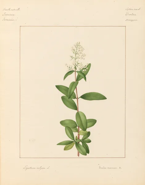 Plantes des environs de Paris Pl.044 av Pierre Jean François Turpin