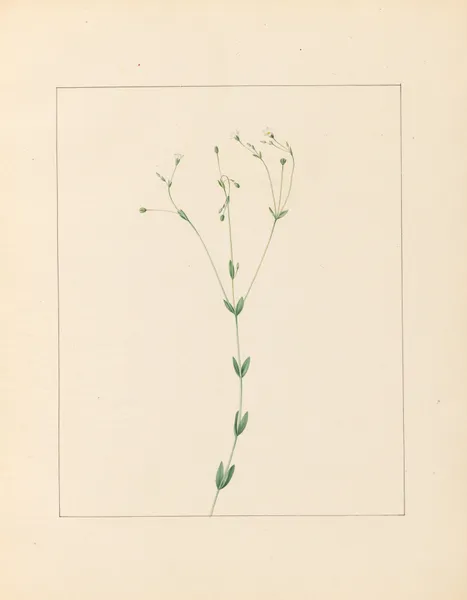 Plantes des environs de Paris Pl.045 av Pierre Jean François Turpin