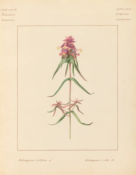 Plantes des environs de Paris Pl.047 av Pierre Jean François Turpin