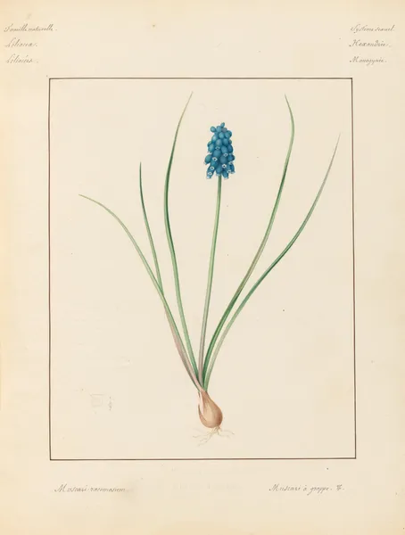 Plantes des environs de Paris Pl.048 av Pierre Jean François Turpin
