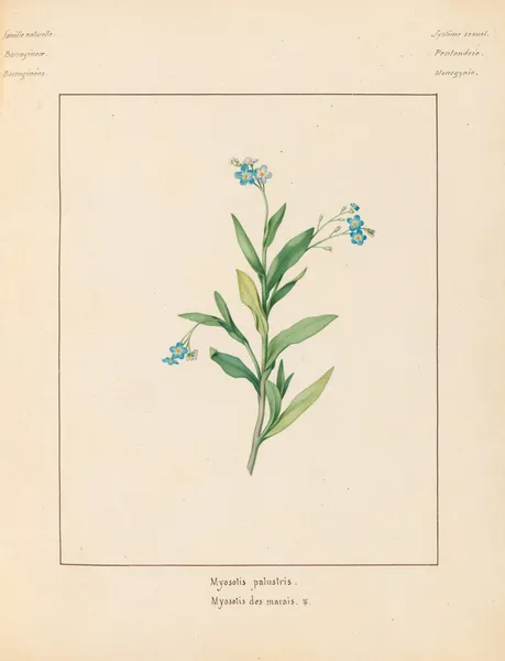 Plantes des environs de Paris Pl.049 av Pierre Jean François Turpin