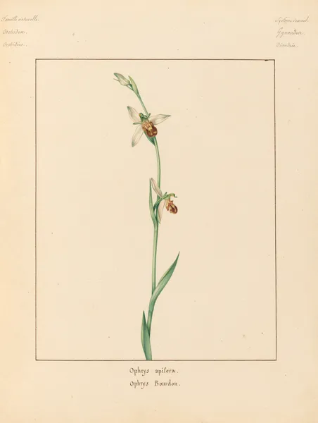 Plantes des environs de Paris Pl.054 av Pierre Jean François Turpin