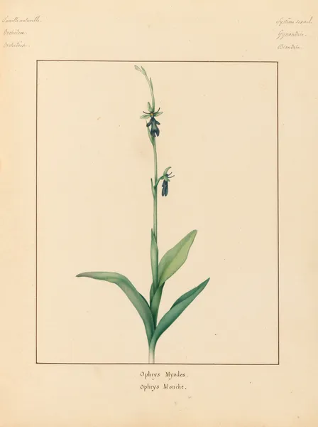 Plantes des environs de Paris Pl.056 av Pierre Jean François Turpin