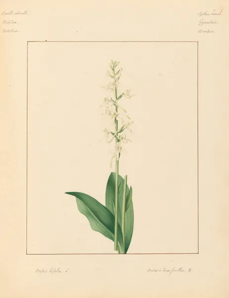 Plantes des environs de Paris Pl.057 av Pierre Jean François Turpin