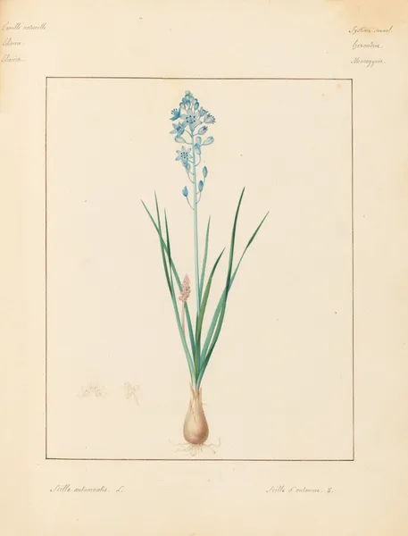 Plantes des environs de Paris Pl.086 av Pierre Jean François Turpin