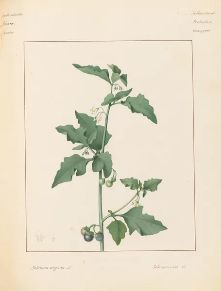 Plantes des environs de Paris Pl.090 av Pierre Jean François Turpin