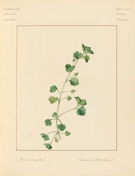 Plantes des environs de Paris Pl.099 av Pierre Jean François Turpin