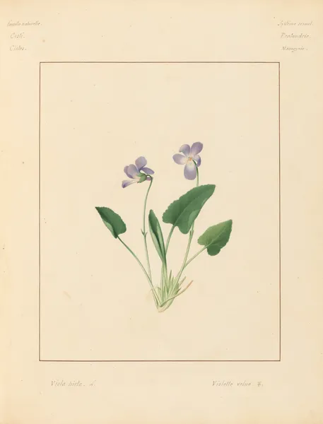 Plantes des environs de Paris Pl.100 av Pierre Jean François Turpin