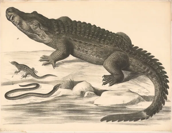 a Kokodil (Crocodilus vulgaris) b Eidechse (Lacerta agilis) c Blindschleiche (Anguis fragilis) av Franz Engleder