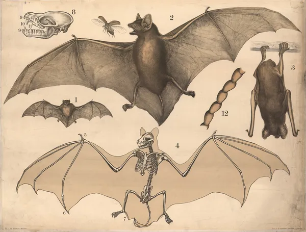 Bat av Franz Engleder