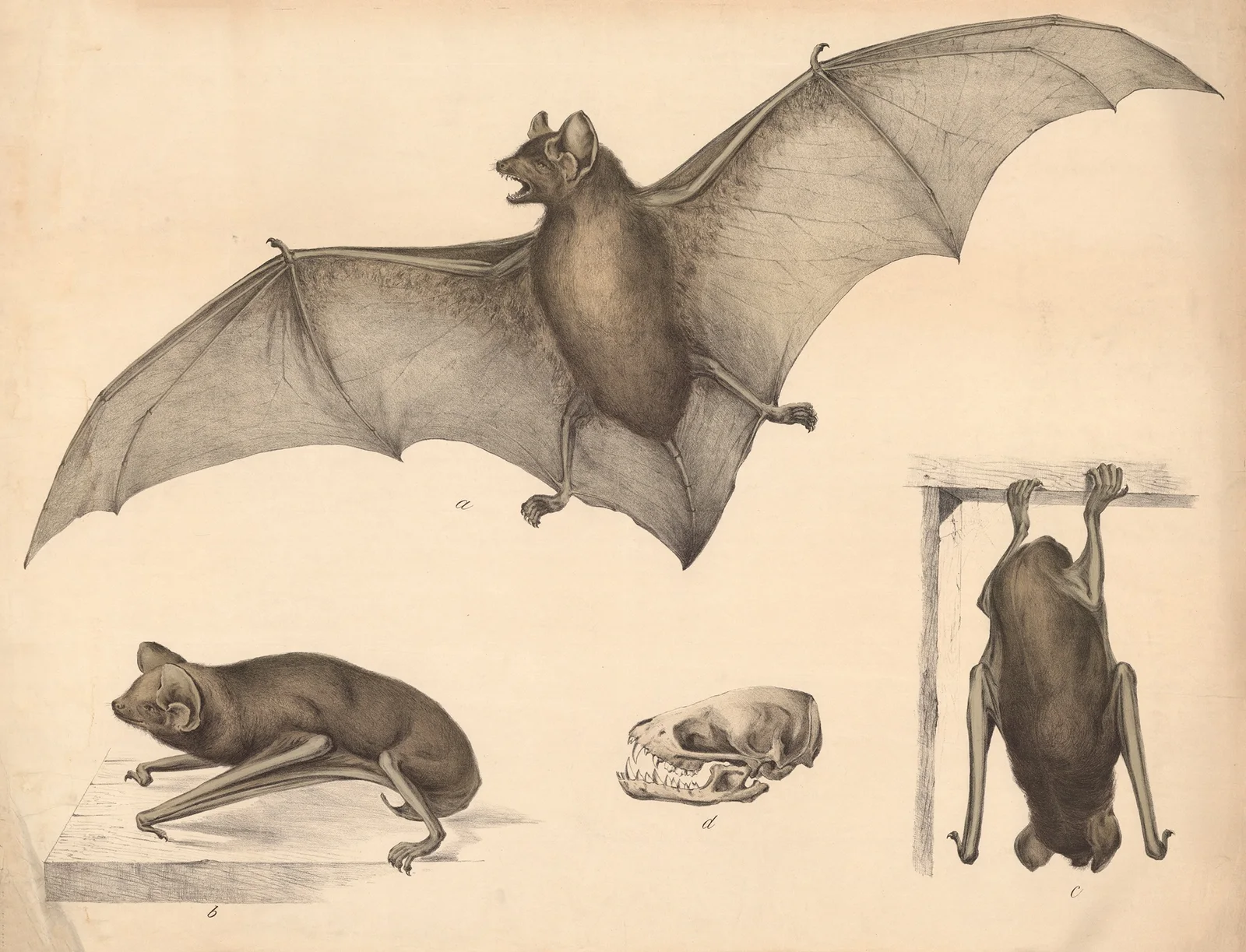 Bat av Franz Engleder