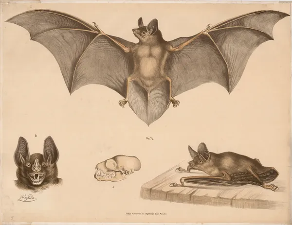Bat av Franz Engleder