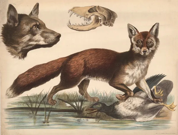 Fox av Franz Engleder