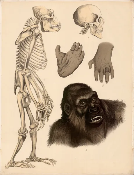 Gorilla (Troglodytes Gorilla), a Skelett, b Kopfstück in natürl Grösse, c Hinterhand, d Vorderhand, e Schä av Franz Engleder