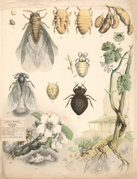 Head lice, pubic lice, etc. av Franz Engleder