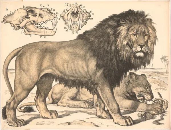 Löwe (Felis leo) av Franz Engleder