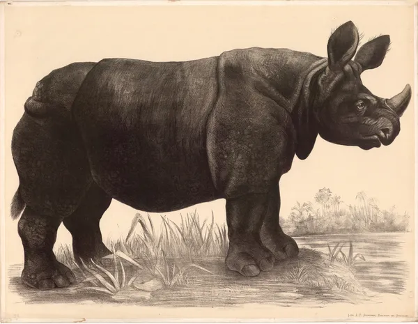Nashorn (Rhinoceros indicus) av Franz Engleder