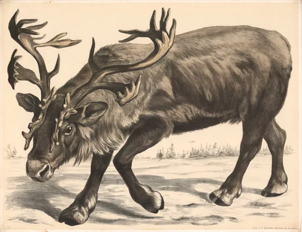 Renntier (Tarandusrangifer) av Franz Engleder