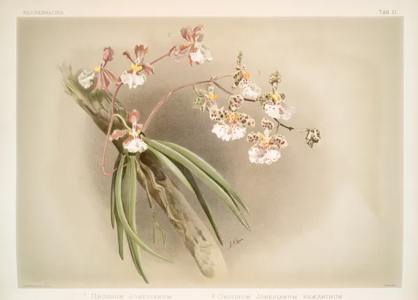 1. Oncidium jonesianum. 2. Oncidium jonesianum haeanthum. av Frederick Sander
