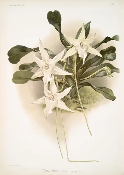 Aeranthus sesquipedalis. av Frederick Sander