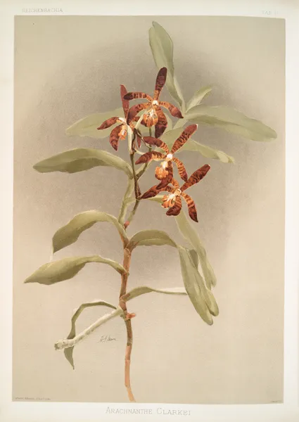 Arachnanthe clarkei. av Frederick Sander