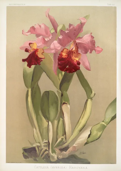 Cattleya (hybrida) hardyana. av Frederick Sander