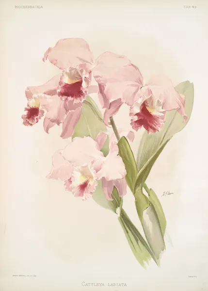 Cattleya labiata. av Frederick Sander