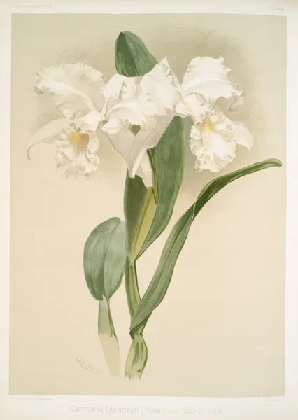 Cattleya mendelii quorndon house var. av Frederick Sander