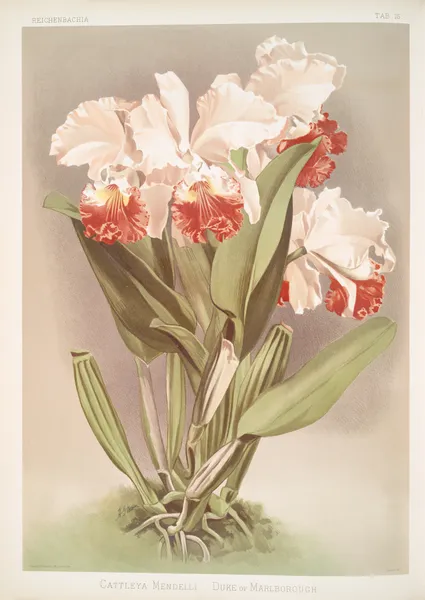 Cattleya Mendelli, Duke of Marlborough. av Frederick Sander