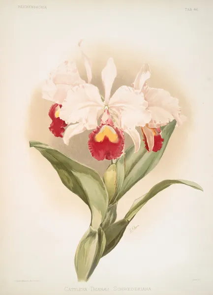 Cattleya trianaei schroederiana. av Frederick Sander