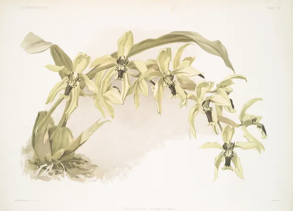 Coelogyne pandurata. av Frederick Sander